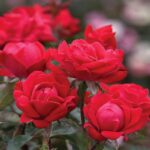 Benih Bunga Mawar Merah Red Rose Heirloom Premium