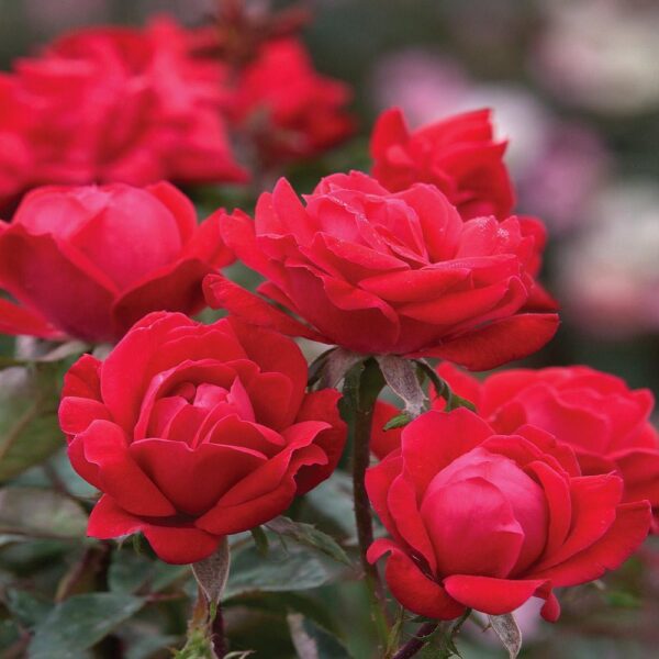 Benih Bunga Mawar Merah Red Rose Heirloom Premium