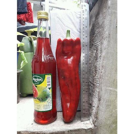 Benih Cabe Raksasa Sweet Italian Red Heirloom Premium  5 Benih Cabe Raksasa Sweet Italian Red Heirloom Premium