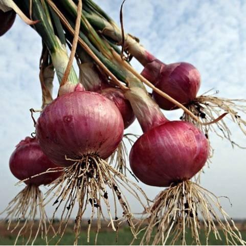 Benih Bawang Merah