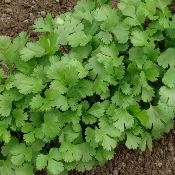 Benih Herb Coriander Daun Ketumbar Tanaman Heirloom