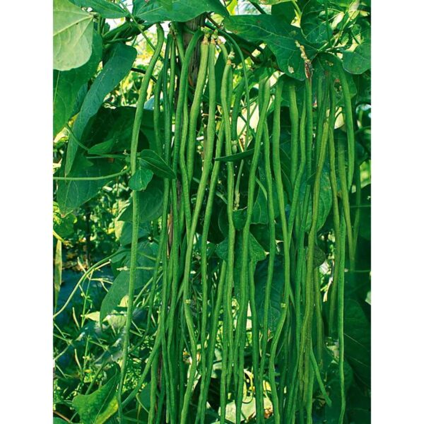 Benih Kacang Panjang