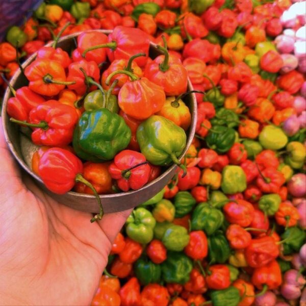Benih Cabe Katokkon Toraja Pepper Heirloom Premium