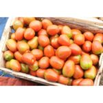 Benih Tomat Sayur Merah