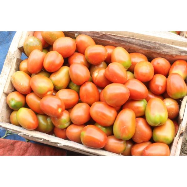 Benih Tomat Sayur Merah