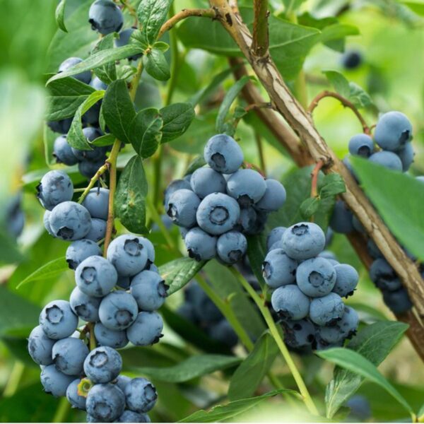 Benih Buah Blueberry Unggul Premium