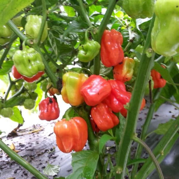 Benih Cabe Katokkon Toraja Pepper Heirloom Premium