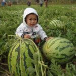 Benih Buah Semangka Merah Jumbo F1 Hibrida Premium