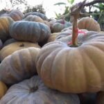 Benih Buah Labu Kuning Jumbo Unggul Premium