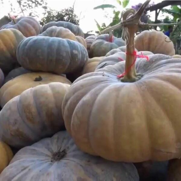 Benih Buah Labu Kuning Jumbo Unggul Premium