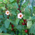 Benih Bunga Rosella Merah Unggulan Premium