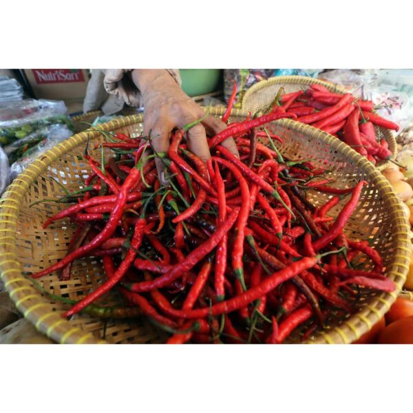 Benih Cabe Merah Keriting
