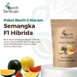 Benih Semangka 5 Macam Benih Buah Semangka F1 Hibrida Seribuan