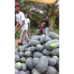 Benih Buah Semangka Inul Merah Jumbo F1 Hibrida Premium