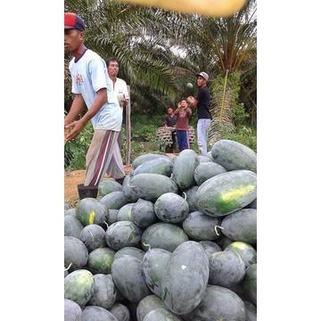 Benih Buah Semangka Inul Merah Jumbo F1 Hibrida Premium