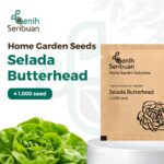 Benih Selada Butterhead