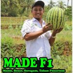 Benih Buah Semangka Merah Jumbo F1 Hibrida Premium