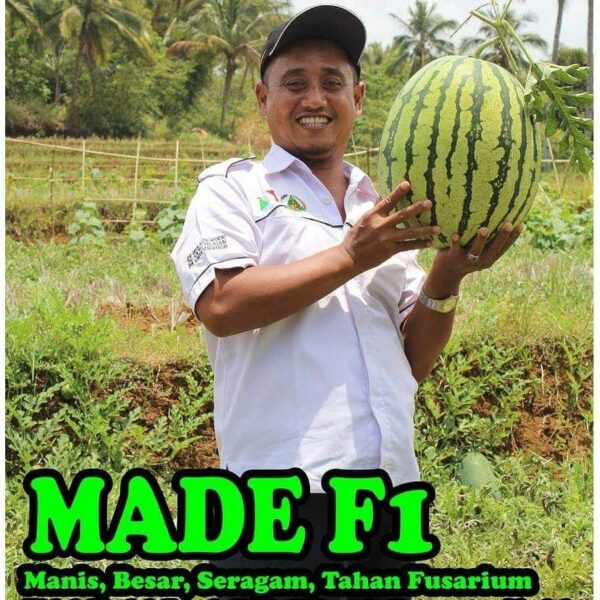 Benih Buah Semangka Merah Jumbo F1 Hibrida Premium 6 Benih Buah Semangka Merah Jumbo F1 Hibrida Premium
