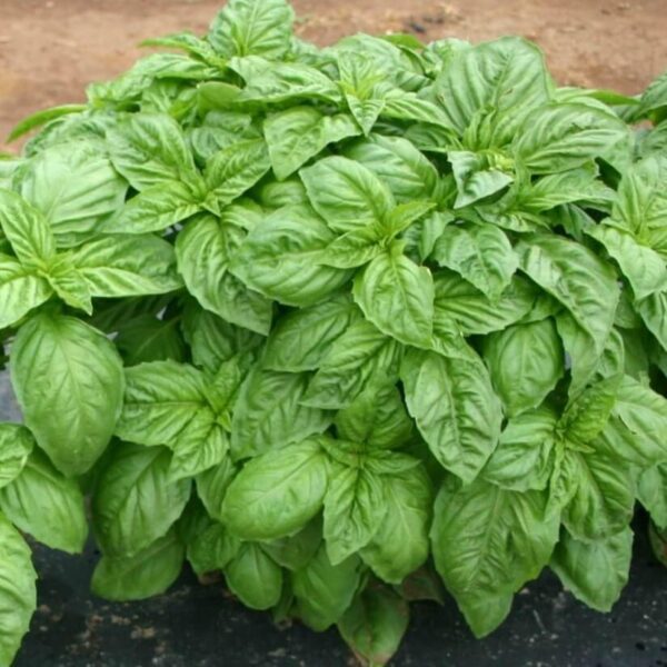 Benih Sweet Basil Italian Heirloom Tanaman Herb Premium