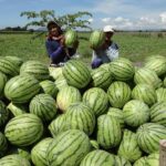 Benih Buah Semangka Merah Jumbo F1 Hibrida Premium