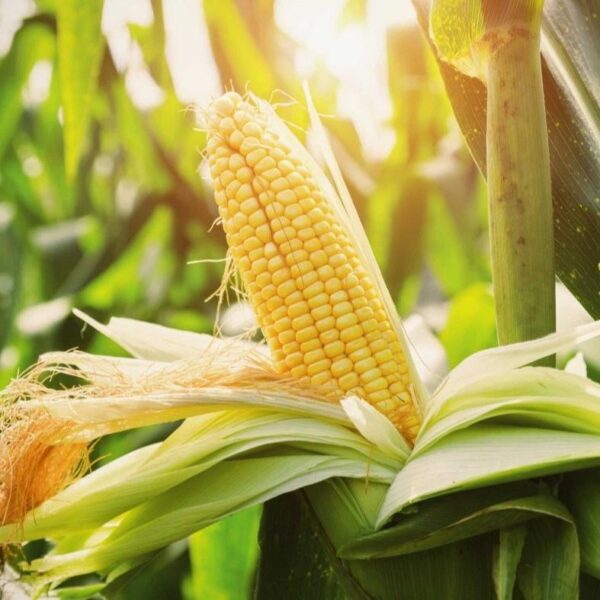 Benih Jagung Manis 3 Benih Jagung Manis