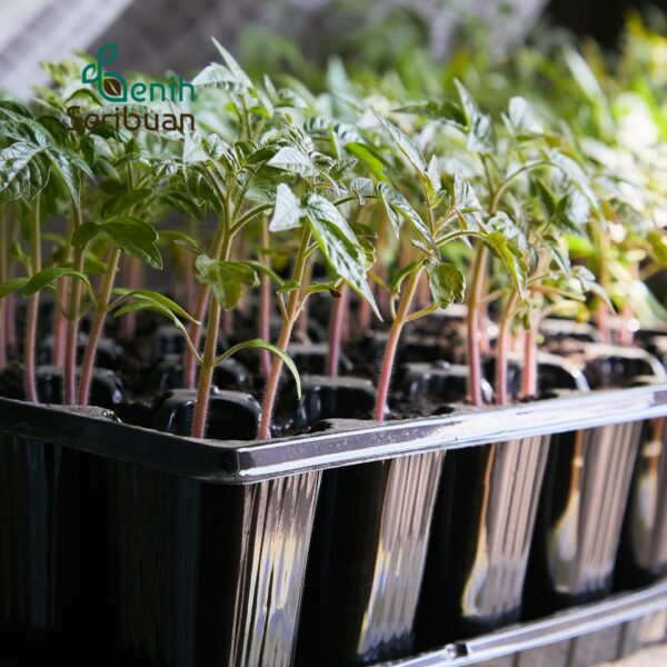 Tray Semai Pot Tray Tebal 1 MM Lubang 128 Media Tanam Semai Benih