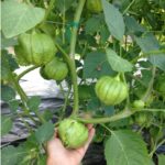 Benih Buah Ciplukan Jumbo Hijau Unggul Premium