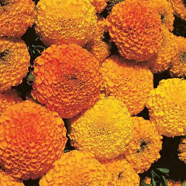Bibit Bunga Marigold Crackerjack Heirloom Premium 3 Bibit Bunga Marigold Crackerjack Heirloom Premium