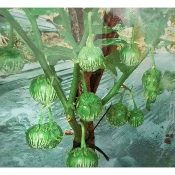 Benih Terong Lalap Hijau