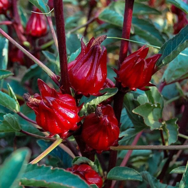 Benih Bunga Rosella Merah Unggulan Premium  3 Benih Bunga Rosella Merah Unggulan Premium