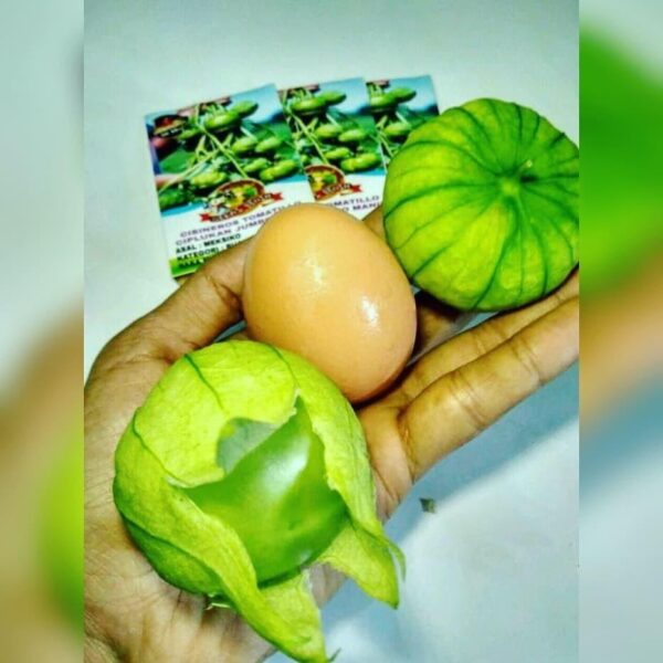 Benih Buah Ciplukan Jumbo Hijau Unggul Premium