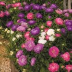 Bibit Bunga Aster Rainbow Mixed Heirloom Premium