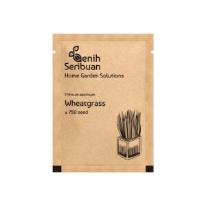 Benih Wheatgrass Rumput Kucing Unggul Premium