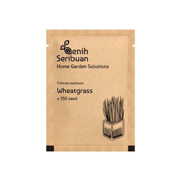 Benih Wheatgrass Rumput Kucing Unggul Premium