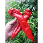 Benih Cabe Raksasa Sweet Italian Red Heirloom Premium