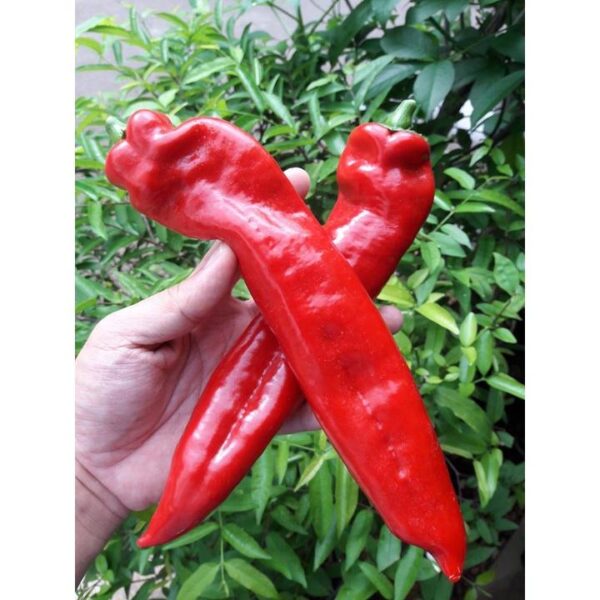 Benih Cabe Raksasa Sweet Italian Red Heirloom Premium  3 Benih Cabe Raksasa Sweet Italian Red Heirloom Premium