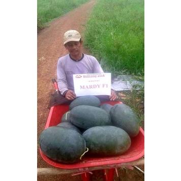 Benih Buah Semangka Inul Merah Jumbo F1 Hibrida Premium