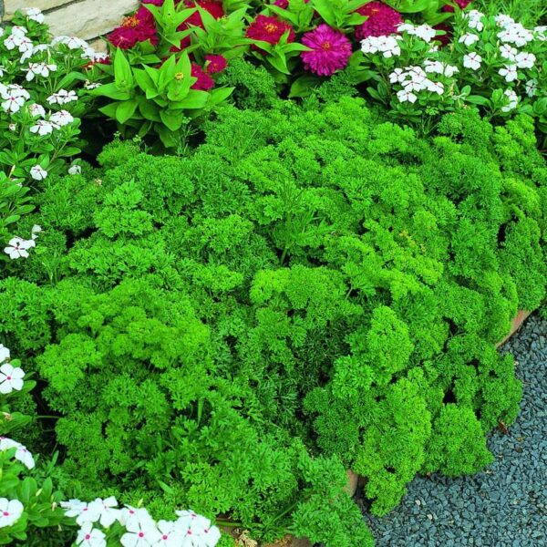 Bibit Parsley Moss Curly Tanaman Herb Premium