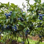 Benih Buah Blueberry Unggul Premium