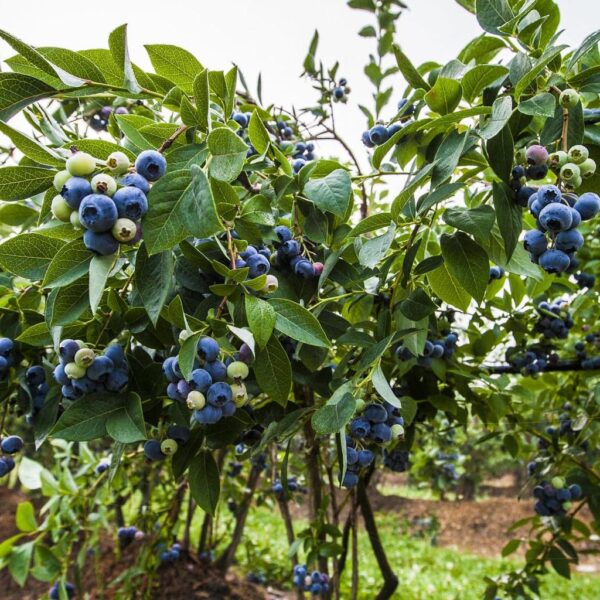 Benih Buah Blueberry Unggul Premium