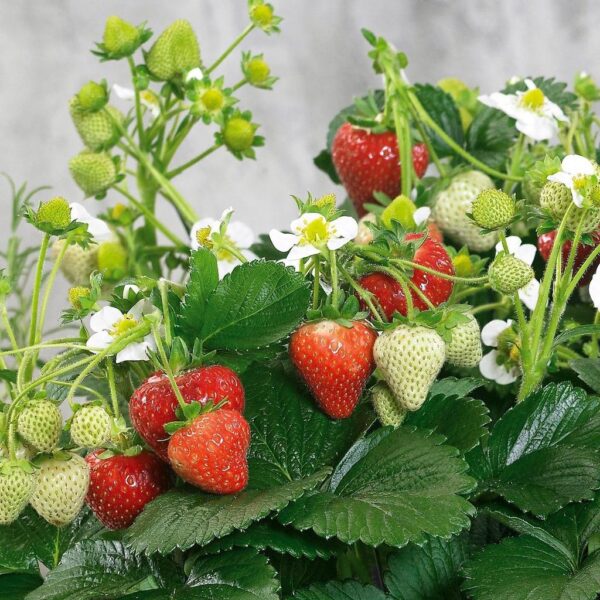 Benih Buah Strawberry Mencir Cocok Dataran Rendah Unggul Premium