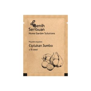 Benih Buah Ciplukan Jumbo Hijau Unggul Premium