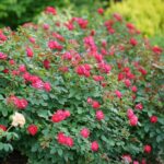 Benih Bunga Mawar Merah Red Rose Heirloom Premium
