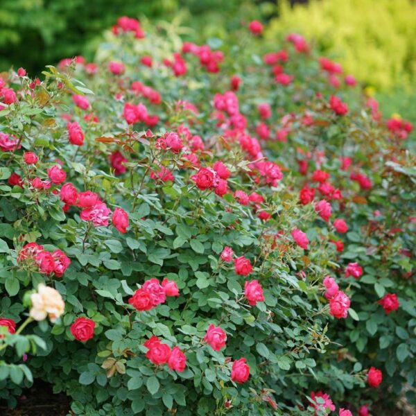 Benih Bunga Mawar Merah Red Rose Heirloom Premium
