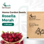 Benih Bunga Rosella Merah Unggulan Premium