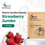 Benih Buah Strawberry Jumbo Premium