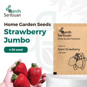 Benih Buah Strawberry Jumbo Premium 
