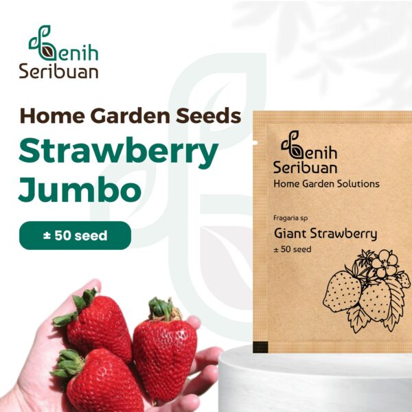 Benih Buah Strawberry Jumbo Premium