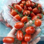 Benih Tomat Cherry Merah Lonjong F1
