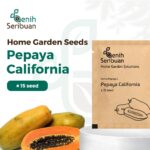 Benih Buah Pepaya California F1 Hibrida Premium